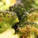 Frozen broccoli florets cooked on a sheet pan with browned edges in a single layer